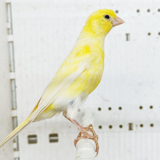 Canary Raza - New York Bird Supply