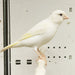 Canary Raza - New York Bird Supply