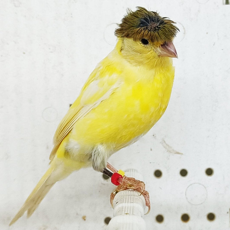Canary Raza - New York Bird Supply