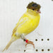 Canary Raza - New York Bird Supply