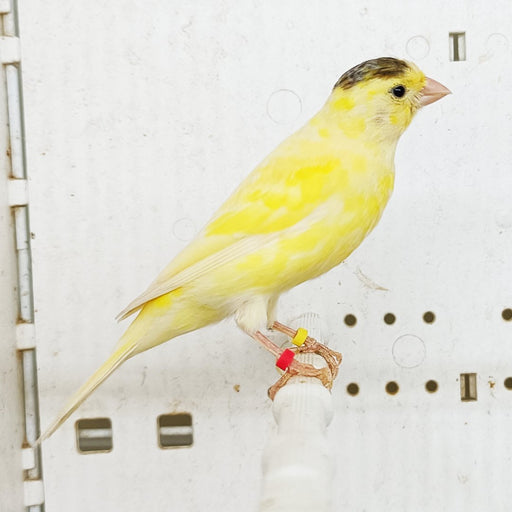 Canary Raza - New York Bird Supply