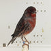 Canary Red Black Agate Mosaic - New York Bird Supply