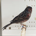 Canary Red Black Agate Mosaic - New York Bird Supply