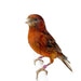 Canary Red Brown - New York Bird Supply