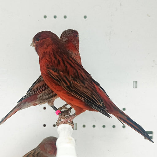 Canary Red Brown - New York Bird Supply