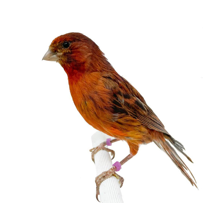 Canary Red Brown - New York Bird Supply