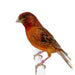 Canary Red Brown - New York Bird Supply