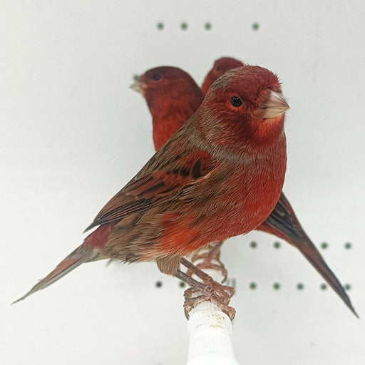 Canary Red Brown Mosaic - New York Bird Supply
