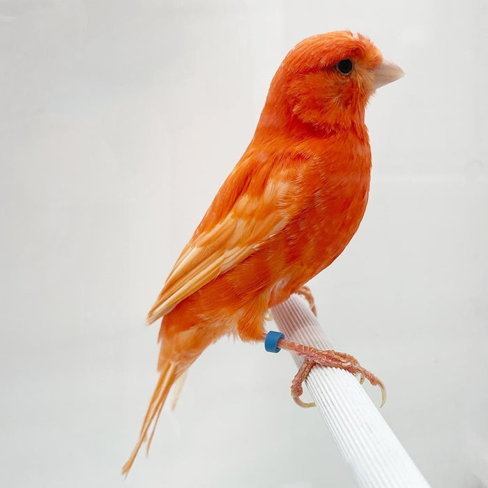 Canary Red Factor - New York Bird Supply