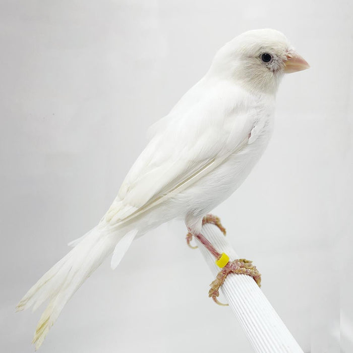 Canary Russian - New York Bird Supply