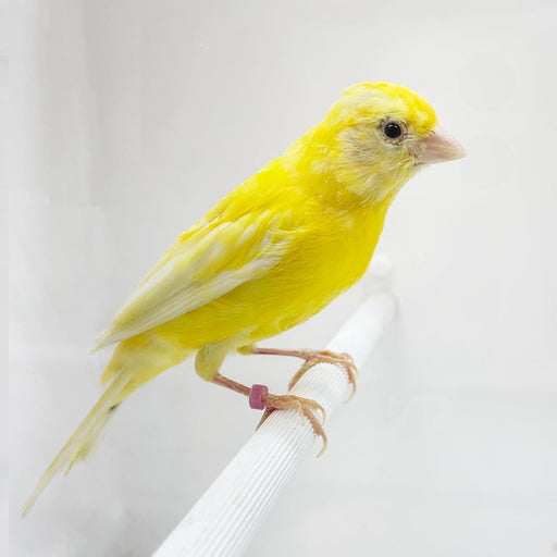 Canary Russian - New York Bird Supply