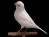 Canary White - New York Bird Supply