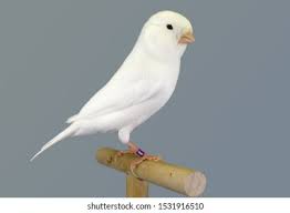 Canary White - New York Bird Supply