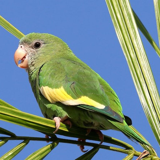 Canary-Winged Parakeet - New York Bird Supply