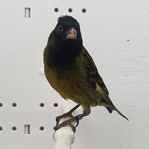 Canary x Black Siskin Hybrid - New York Bird Supply