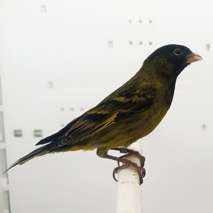 Canary x Black Siskin Hybrid - New York Bird Supply