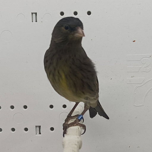 Canary x Siskin Hybrid - New York Bird Supply