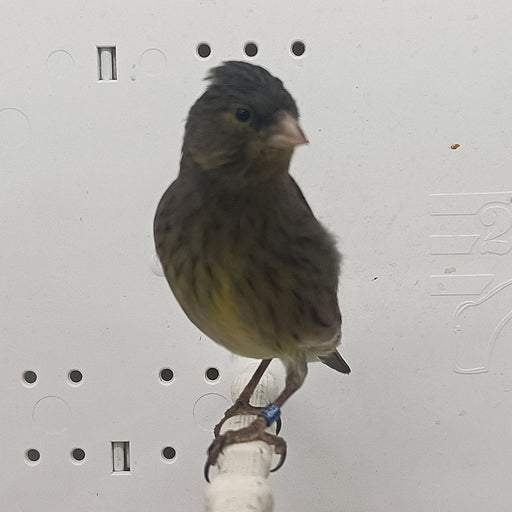 Canary x Siskin Hybrid - New York Bird Supply