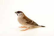 Cherry Finch Plum Head - New York Bird Supply