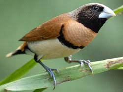 Chestnut-Breasted Mannikin Finch - New York Bird Supply