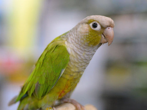 Cinnamon Green-Cheeked Conure - Handfed - New York Bird Supply