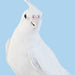 Cockateil White Albino - New York Bird Supply