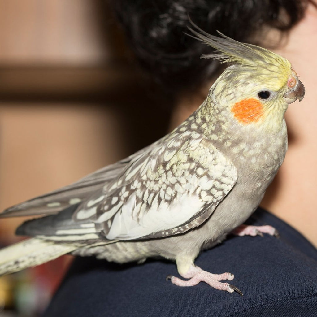 Pakistan Cockatiel Bird Cost Cockatiel Hot Sale Bird Price
