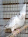 Cockatiel White Face Pearl - New York Bird Supply