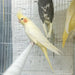 Cockatiel Yellow - New York Bird Supply