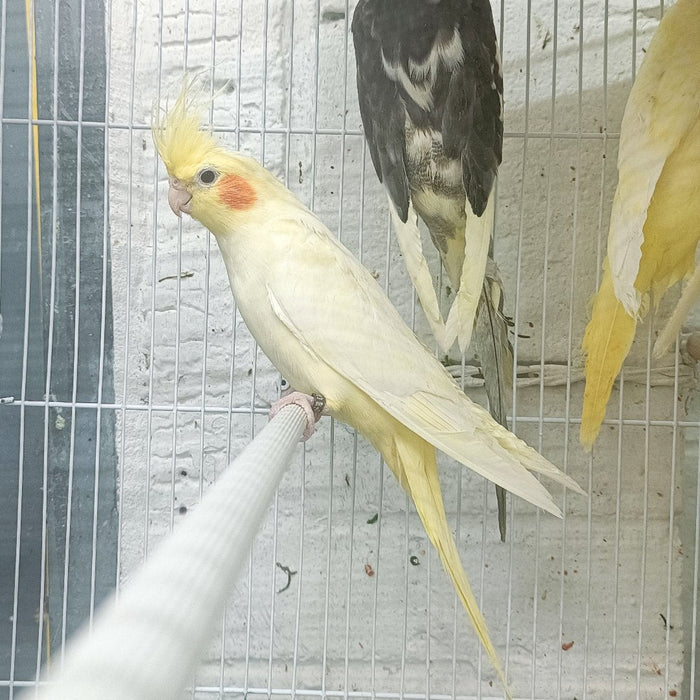 Cockatiel Yellow - New York Bird Supply
