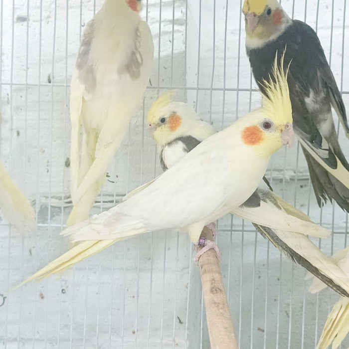 Cockatiel Yellow - New York Bird Supply