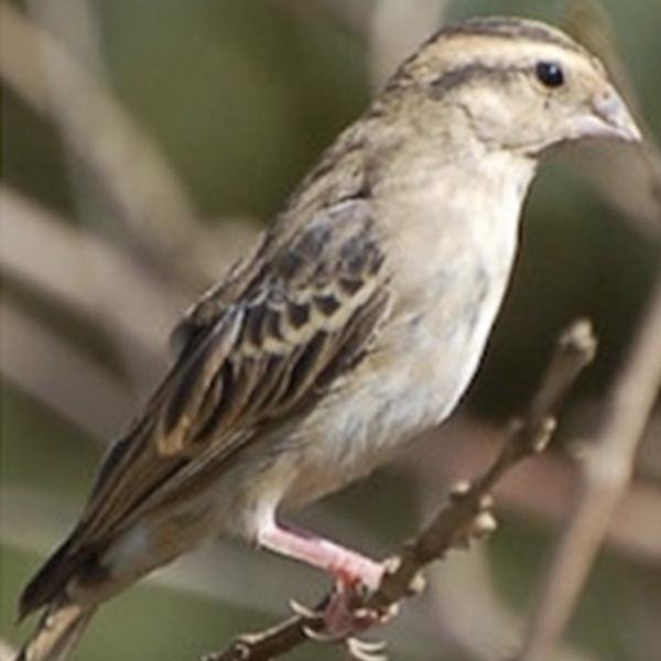 Combassou Finch - New York Bird Supply