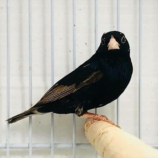 Combassou Finch - New York Bird Supply