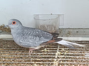 Diamond Dove - New York Bird Supply