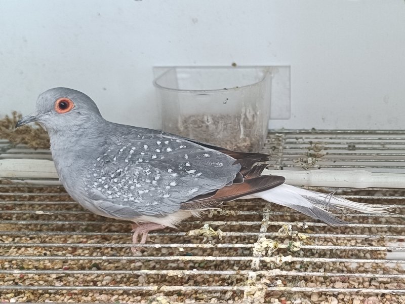 Diamond Dove - New York Bird Supply
