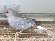 Diamond Dove - New York Bird Supply
