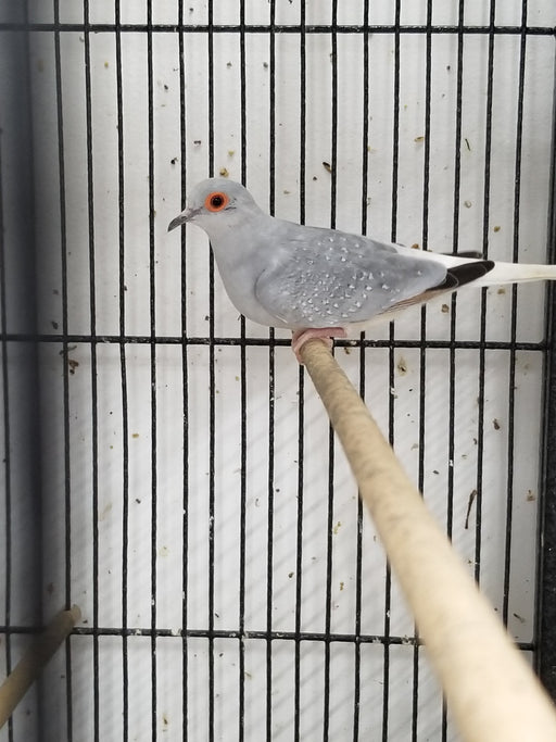 Diamond Dove - New York Bird Supply