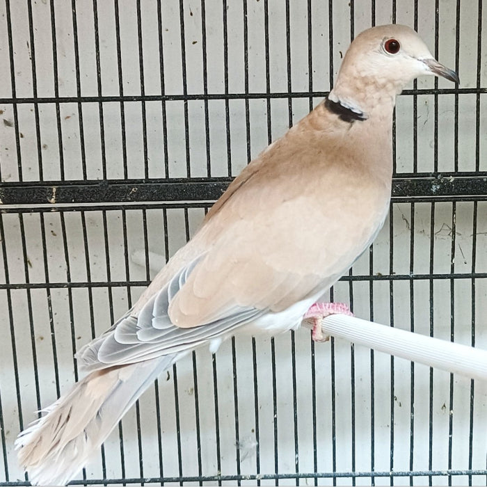 Doves (Brown) - New York Bird Supply