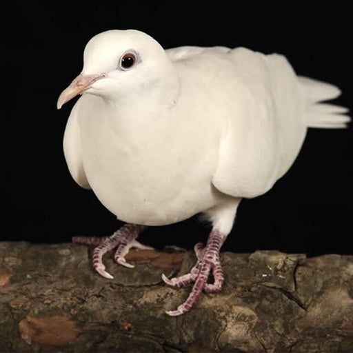 Doves (White) - New York Bird Supply