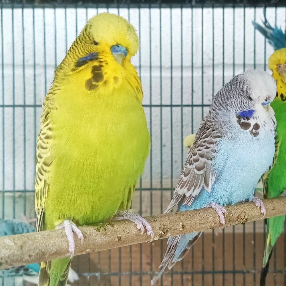 Parakeets/Budgie