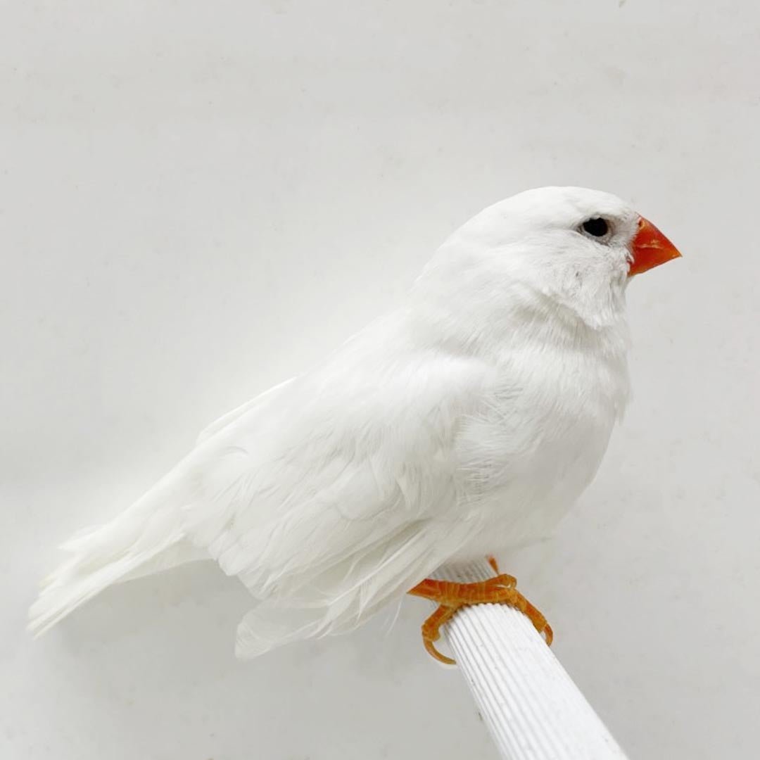 Gouldian Finch White Finches Breeding English Zebra Finch White