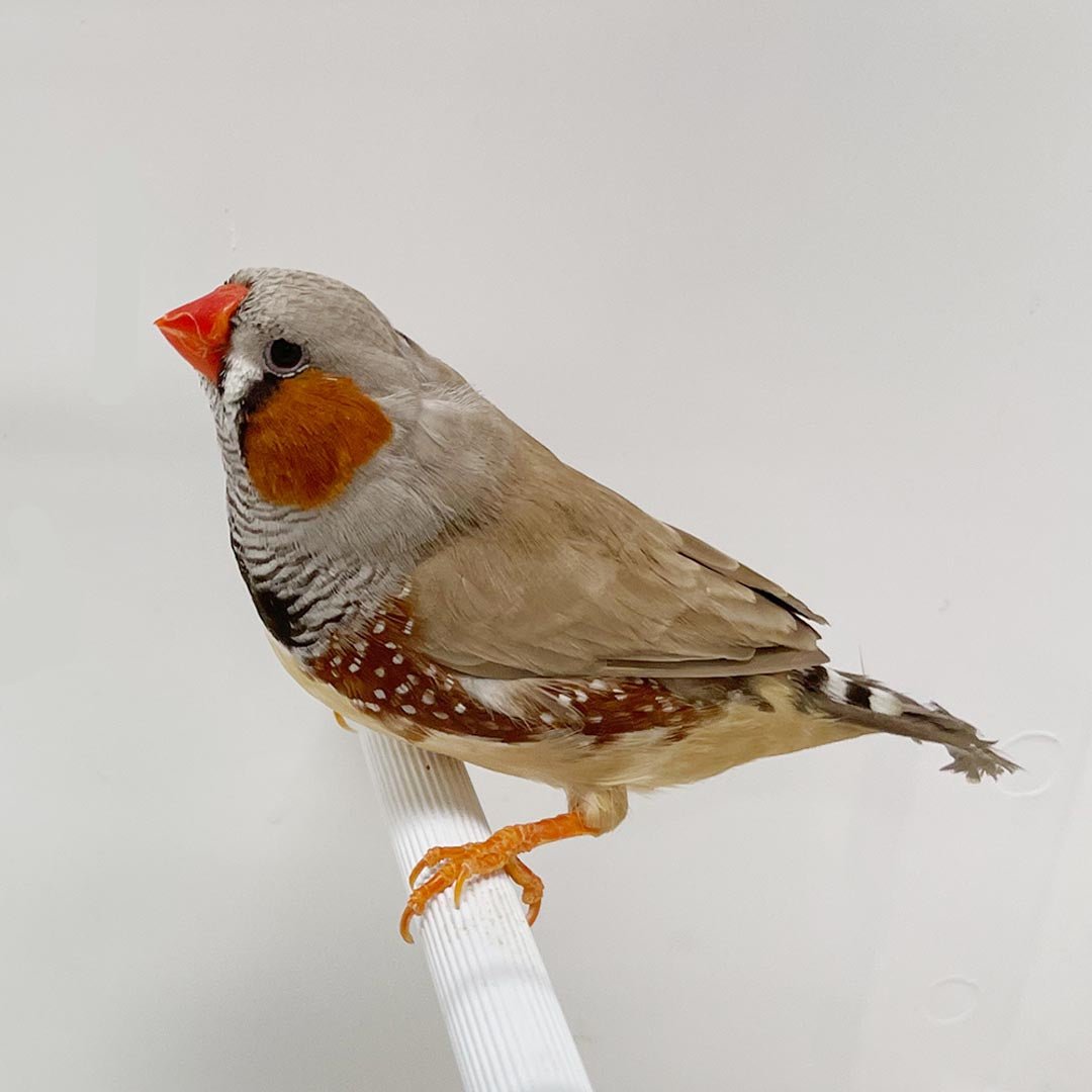 FINCH レコード English Zebra Finch — New York Bird Supply