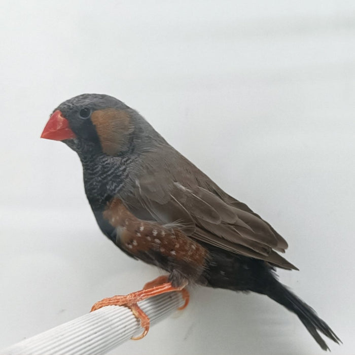 English Zebra Finch - New York Bird Supply