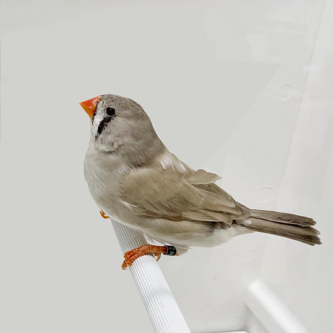 English Zebra Finch — New York Bird Supply