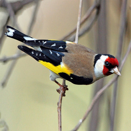 European Goldfinch - New York Bird Supply
