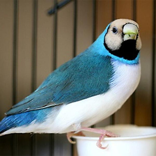 Lady Gouldian Finch - Camel Head Blue Back - New York Bird Supply