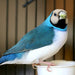 Lady Gouldian Finch - Camel Head Blue Back - New York Bird Supply