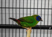 Finch Blue Faced Parrot - New York Bird Supply