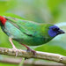 Finch Blue Faced Parrot - New York Bird Supply