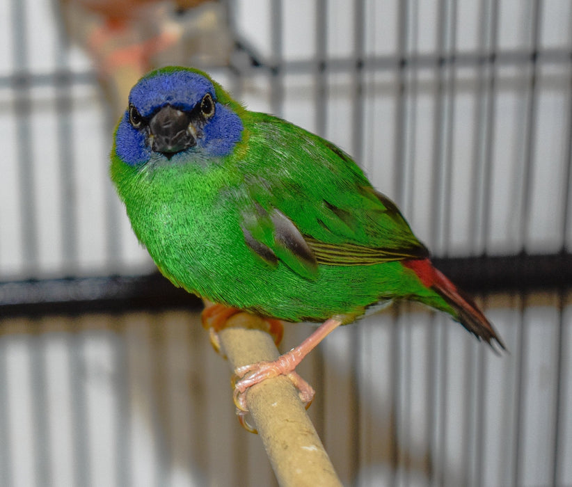 Finch Blue Faced Parrot - New York Bird Supply